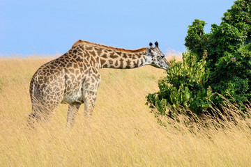 Giraffe