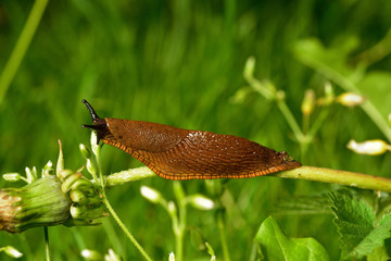 Close up spanish slug (Arion vulgaris) invasion in garden. Invasive slug. Garden problem. Europe.