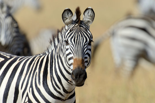 Fototapeta Zebra