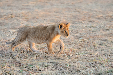 Lion cub