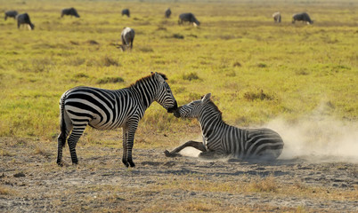 Obraz premium Zebra