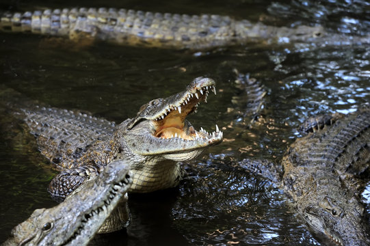 Group crocodile