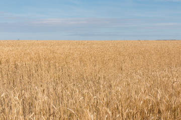 wheat field