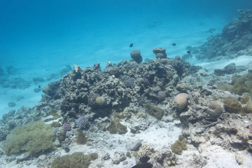Plakat coral reef at the bottom of tropical sea, underwater