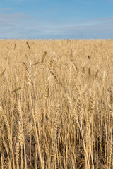 wheat field