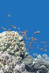 Naklejka na ściany i meble coral reef with exotic fishes Anthias in tropical sea, underwater