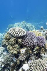 Naklejka na ściany i meble colorful coral reef in tropical sea, underwater