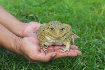 Big Frog is on the hands of farmers