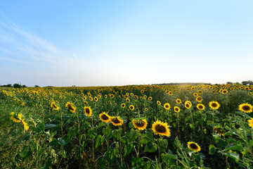 sunflower field