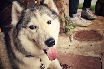 Siberian husky dog