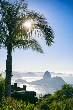 The sun rises behind a palm tree silhouette at a scenic skyline view over Guanabara Bay with a silhouette of Sugarloaf Mountain in Rio de Janeiro, Brazil 