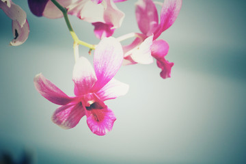 Vintage orchid flowers