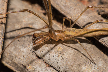 Baby spider on ground,Macro view