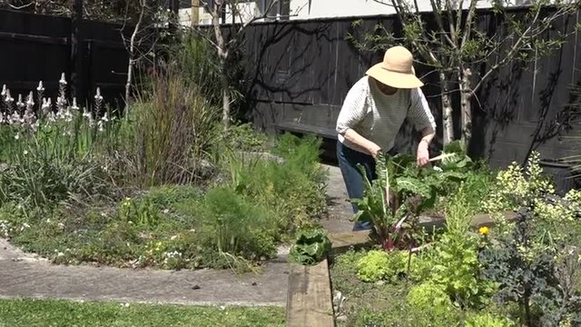 One mature woman (60s - 70s) wearing a hat cutting fresh Silverbeet plant working in the garden. 