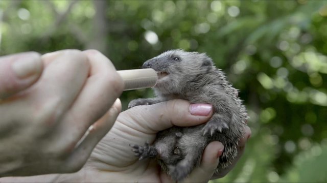 Igelbaby Aufzucht mit spezieller Ern&auml;hrung