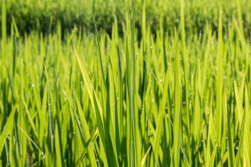 Fototapeta na wymiar rice leaves background