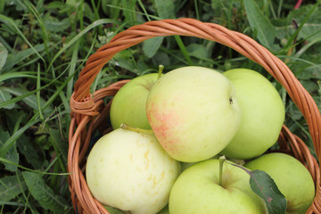 The apples lying in a wattled basket  in a garden 