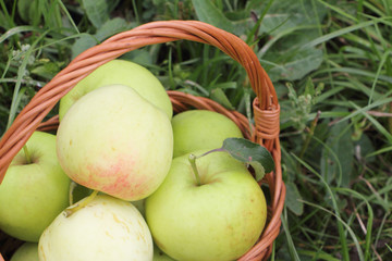 The apples lying in a wattled basket  in a garden 