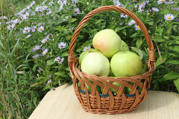 The apples lying in a wattled basket on a table in a garden 