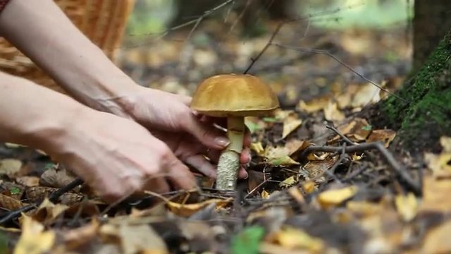 Girl in the woods, picking mushrooms. Mushroom Hunting. Collection mushrooms in autumn forest .