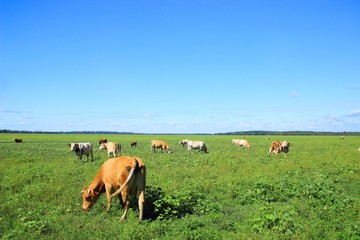 Cows in pasture on the meadow