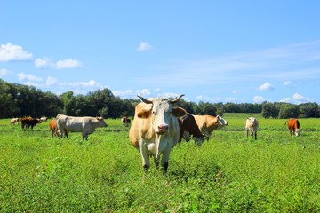 Cows