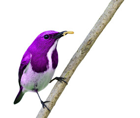Beautiful Purple bird in fancy color scheme isolated on white ba