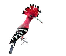 Beautiful Red crested and spiky hair bird isolated on white back © prin79