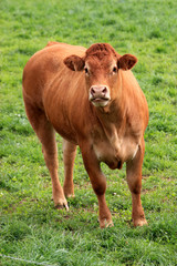 Fototapeta premium Vache Limousine.