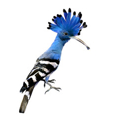 Lovely Blue crested and spiky hair bird isolated on white backgr © prin79