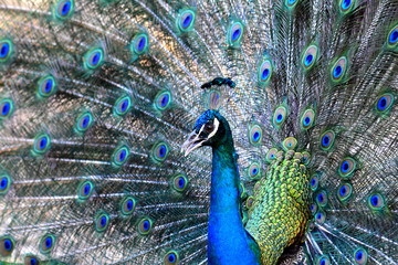Obraz premium Indian Peakcok bird showing its great feathers