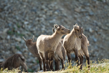 J'en veux pas de tes bisous !