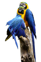 Pair of Blue and Gold Macaw birds stick together on the wooden p