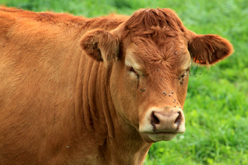 Obraz premium Vache Limousine.