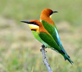 Pair of Chestnut-headed Bee-eater bird perching together on the
