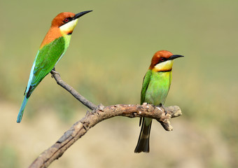 Pair of Chestnut-headed Bee-eater birds sitting together on the