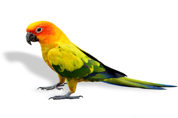 Obraz premium Sun Conure, colorful standing yellow parrot bird isolated on whi
