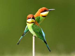Sweet Pair of Chestnut-headed bee-eater bird perching on the bra