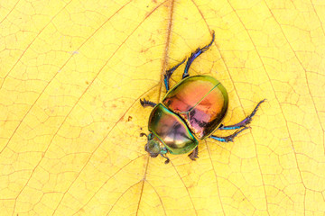 Trypocopris pyrenaeus var. coruscans. Escarabajo pelotero.
