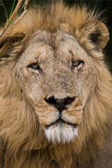 Portrait of a lion. Close-up. Zambia.
