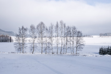 Fototapeta na wymiar Trees during the winter