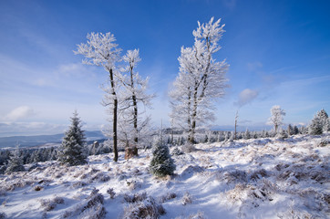 Trees during the winter