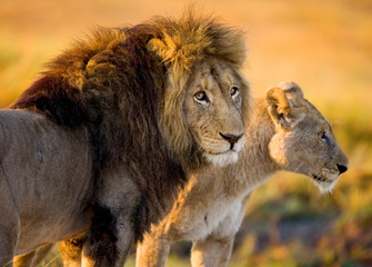 Lion et lionne dans la savane. Zambie.
