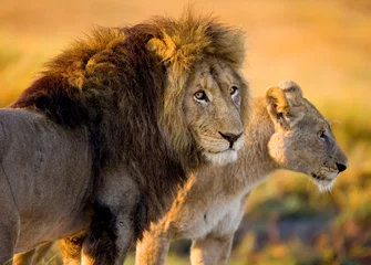 Store enrouleur tamisant sans perçage Lion Lion et lionne dans la savane. Zambie.