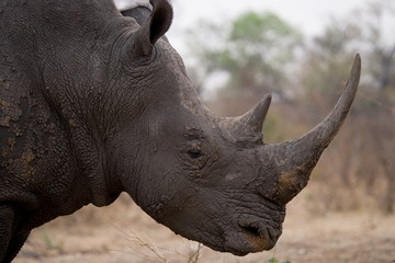 Naklejka premium Portrait of a close-up of a rhinoceros. Zambia.