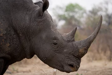 Papier Peint photo autocollant Rhinocéros Portrait of a close-up of a rhinoceros. Zambia.