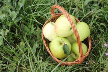 The apples lying in a wattled basket  in a garden 

