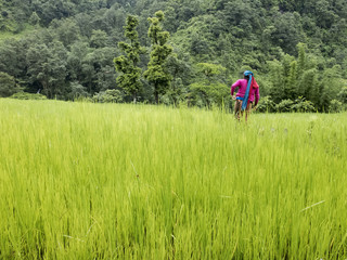Fototapeta na wymiar Women working in rice field