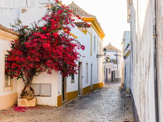 Flame tree in an alley