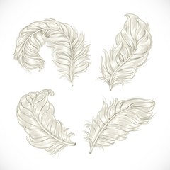 Obraz premium Large fluffy lush ostrich feathers isolated on white background